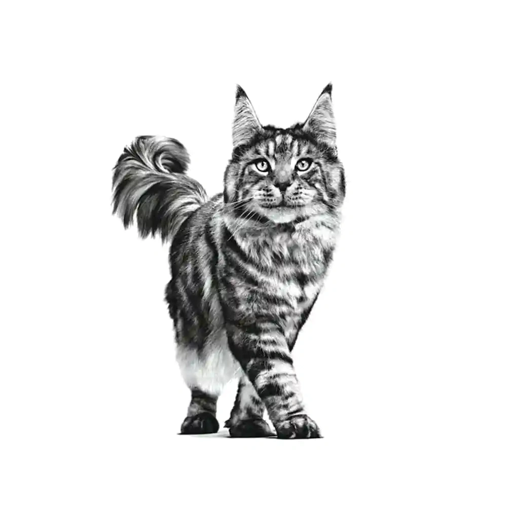 Royal Canin Feline Gastrointestinal Wet Food For Cat - Image 3