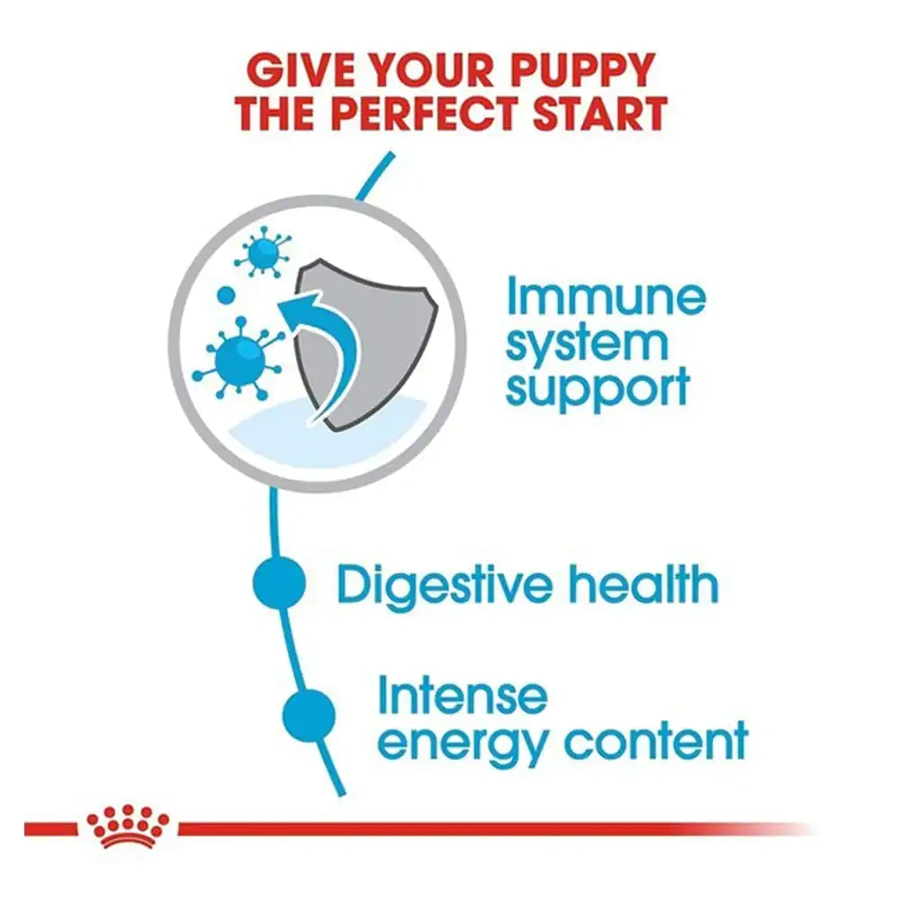 Mini Puppy (Gravy) - Image 2
