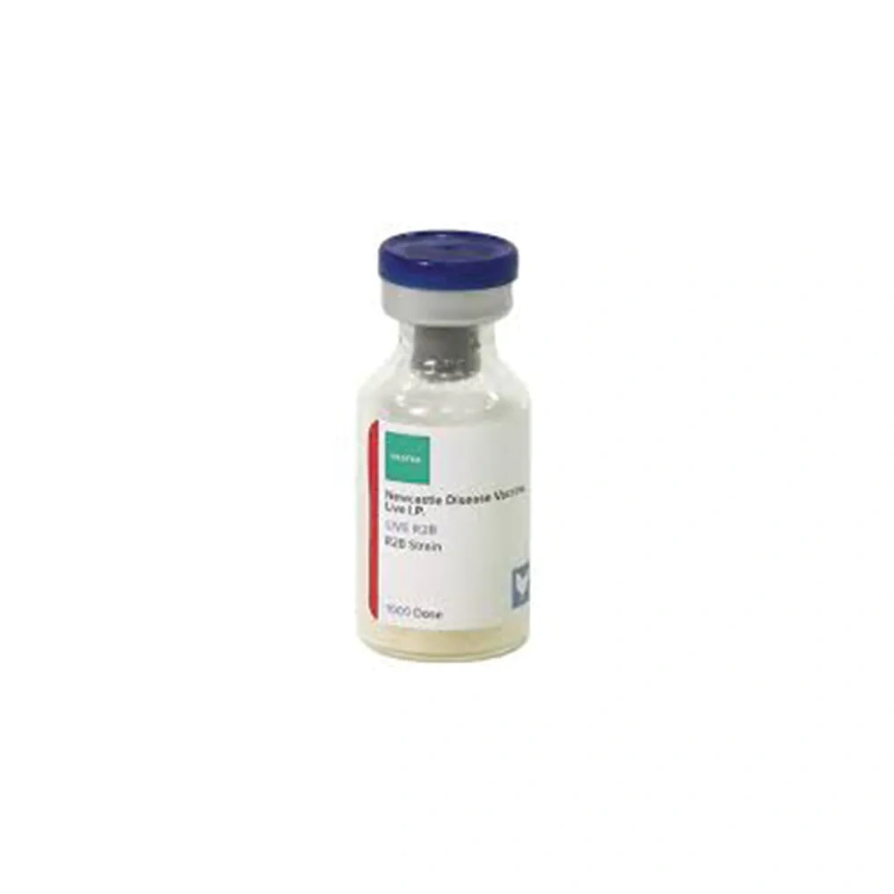 Mukteshwar Strain (R2b) - Image 2