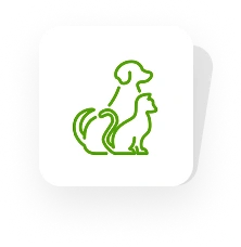 dog-cat