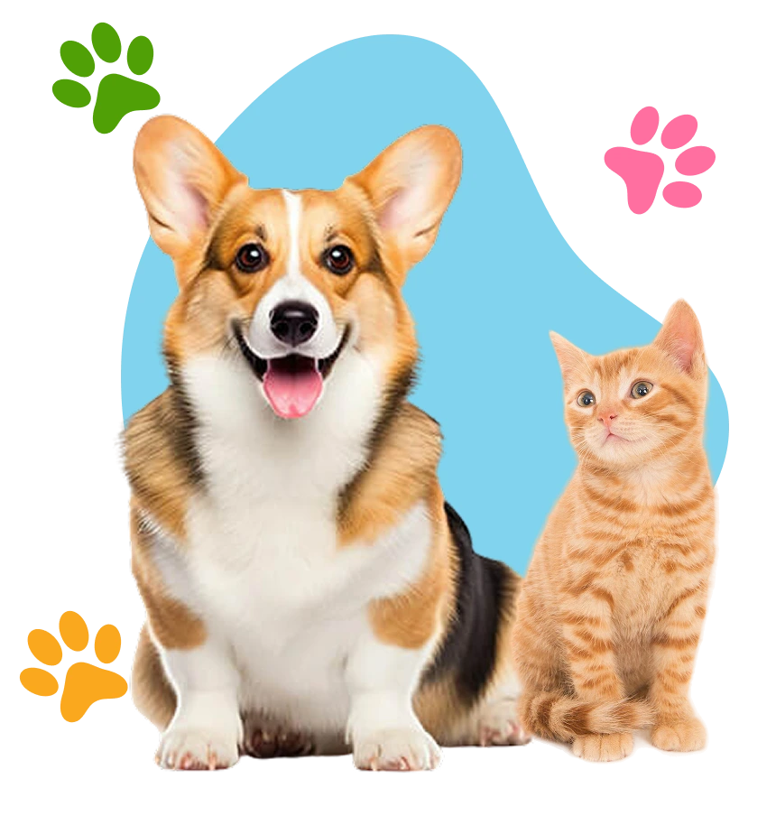 Happy Corgi and Cat