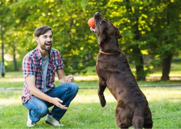 Obedience Training