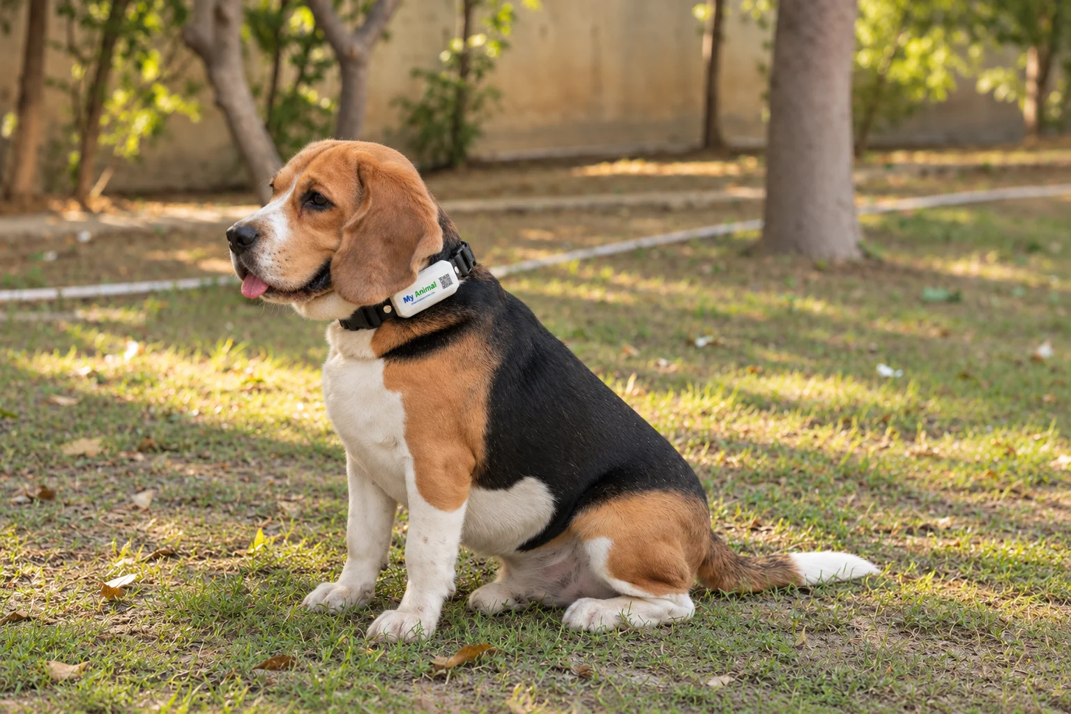 Smart Neckband for Pets